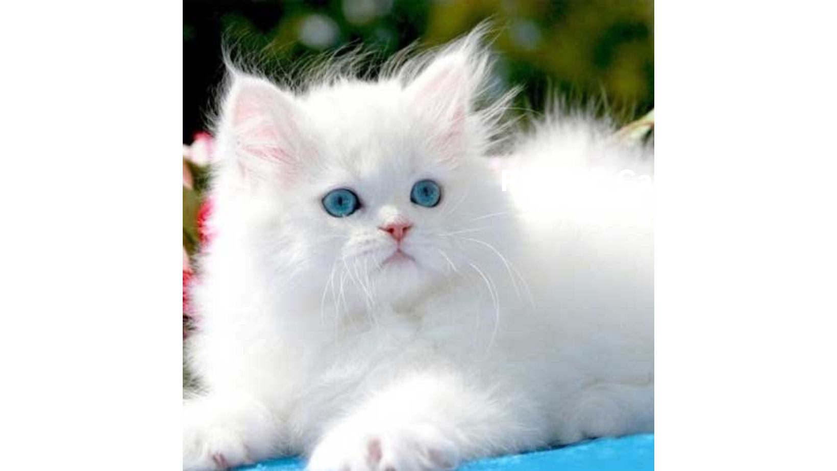 Persian Cat Price in Pakistan